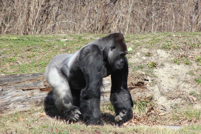 Great Apes With Familiar Expressions Great Apes With Familiar Expressions