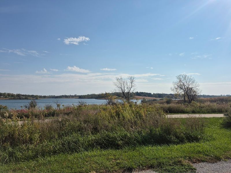 Egrets And Other Resident Birds