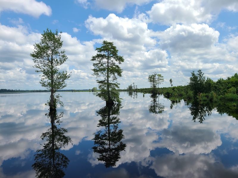 Great Dismal Swamp National Wildlife Refuge