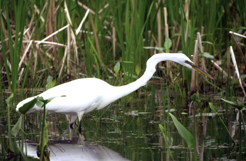 Great Egret Marsh Nature Preserve, Lakeside Marblehead