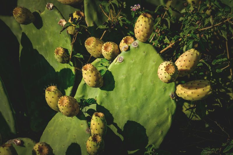 Prickly Pear Anything