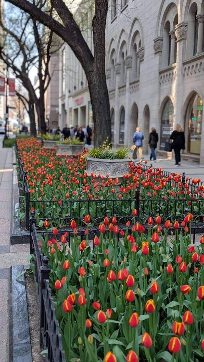 Mag Mile Tulips