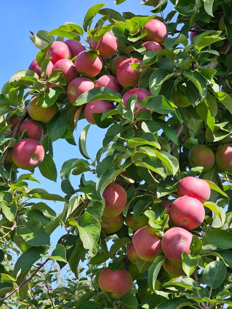 Green Mountain Orchards