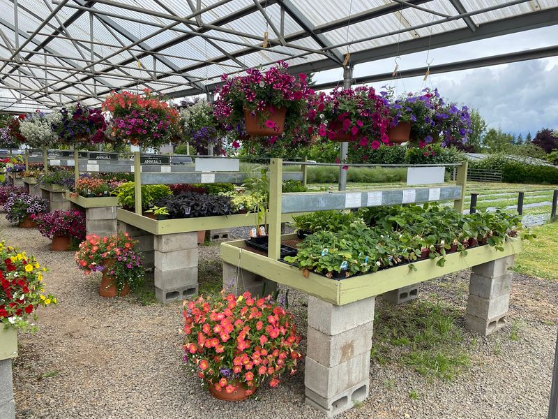 Green Thumbs Can Take The Berry Patch Home
