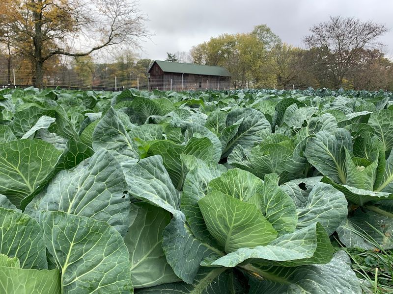 Greenacres Farm Market, Cincinnati, OH