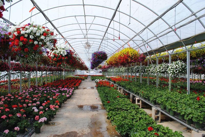 Greenhouse Aisles Bursting With Color