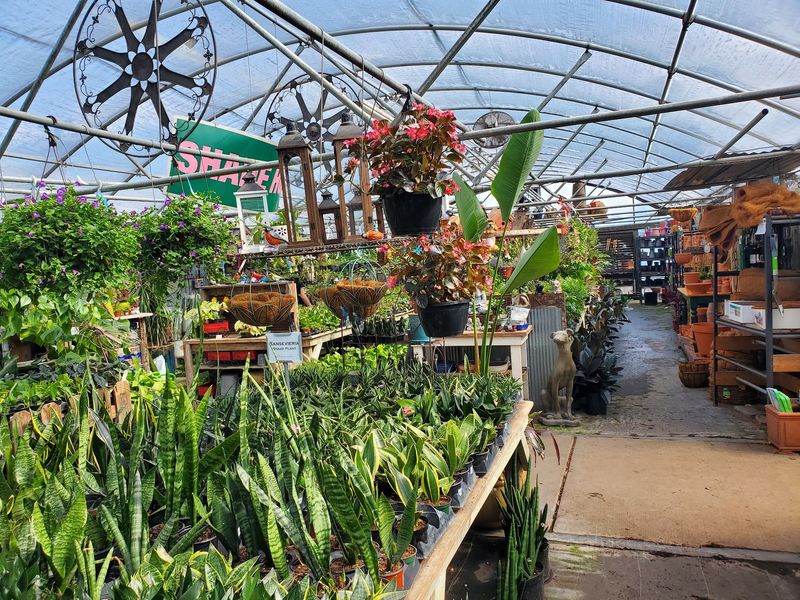 Greenhouse Rows Turn Into A Sea Of Green