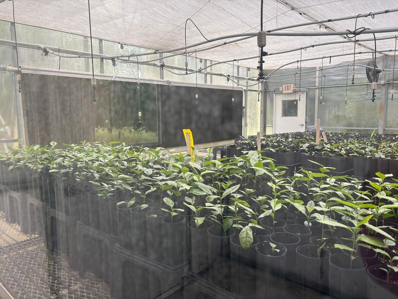 Greenhouse Secrets and Rocking Chairs