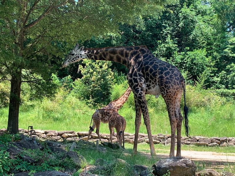 Greenville Zoo, Greenville