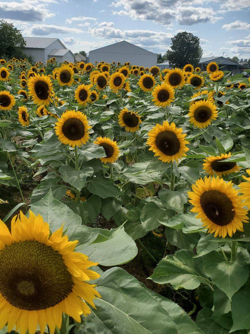 Grim's Orchard & Family Farms, Breinigsville