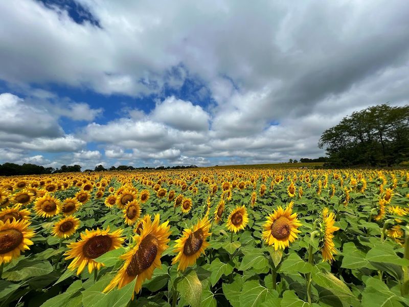 Grinter Farms Grinter Farms
