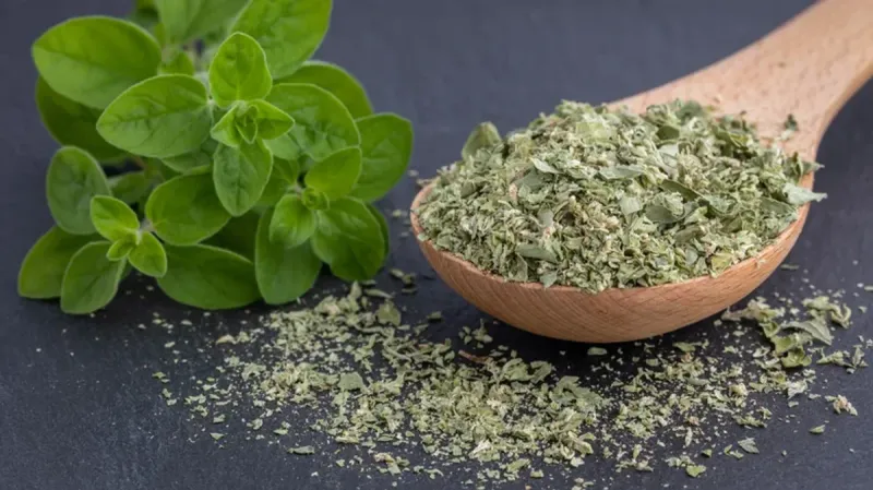 Dried Oregano's Flavor Vanishing Act