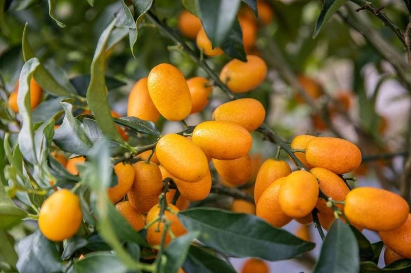 Kumquats: Citrus Jewels of Central Florida