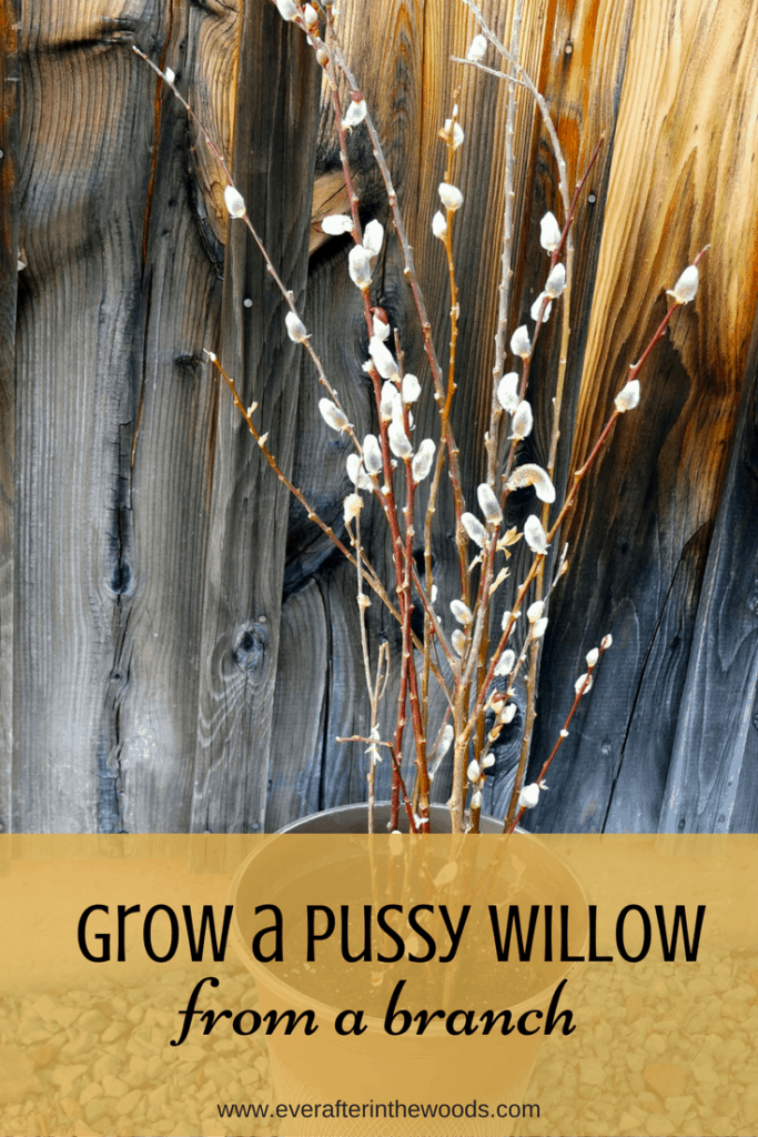 How to Plant Pussy Willows from a Branch Ever After in the Woods