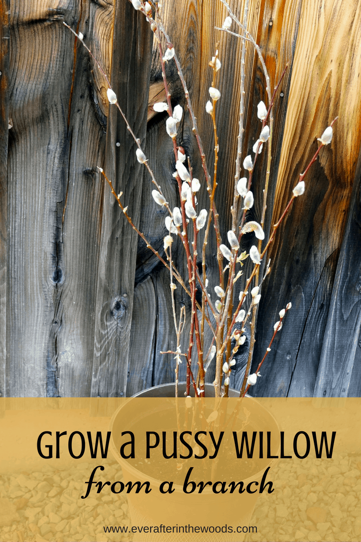 How to Plant Pussy Willows from a Branch - Ever After in the Woods