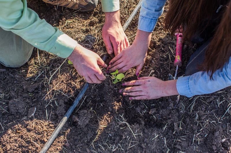 Growing Gardens’ Nonprofit Mission Adds Another Layer