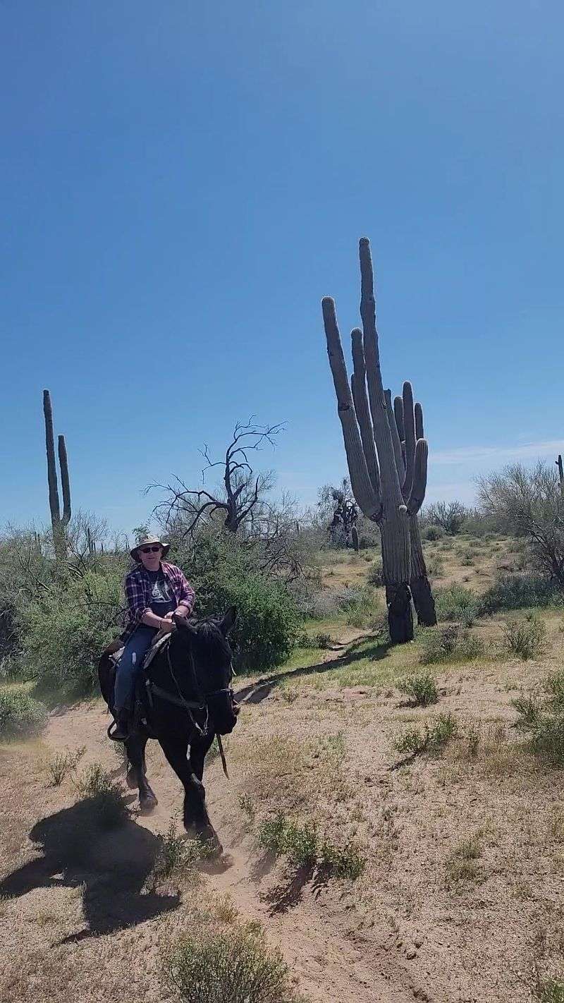 Guided Horseback Riding Tours