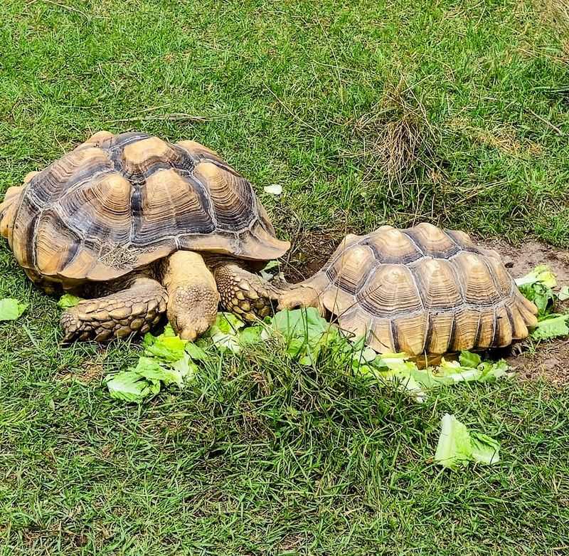 Creature Connection Encounters