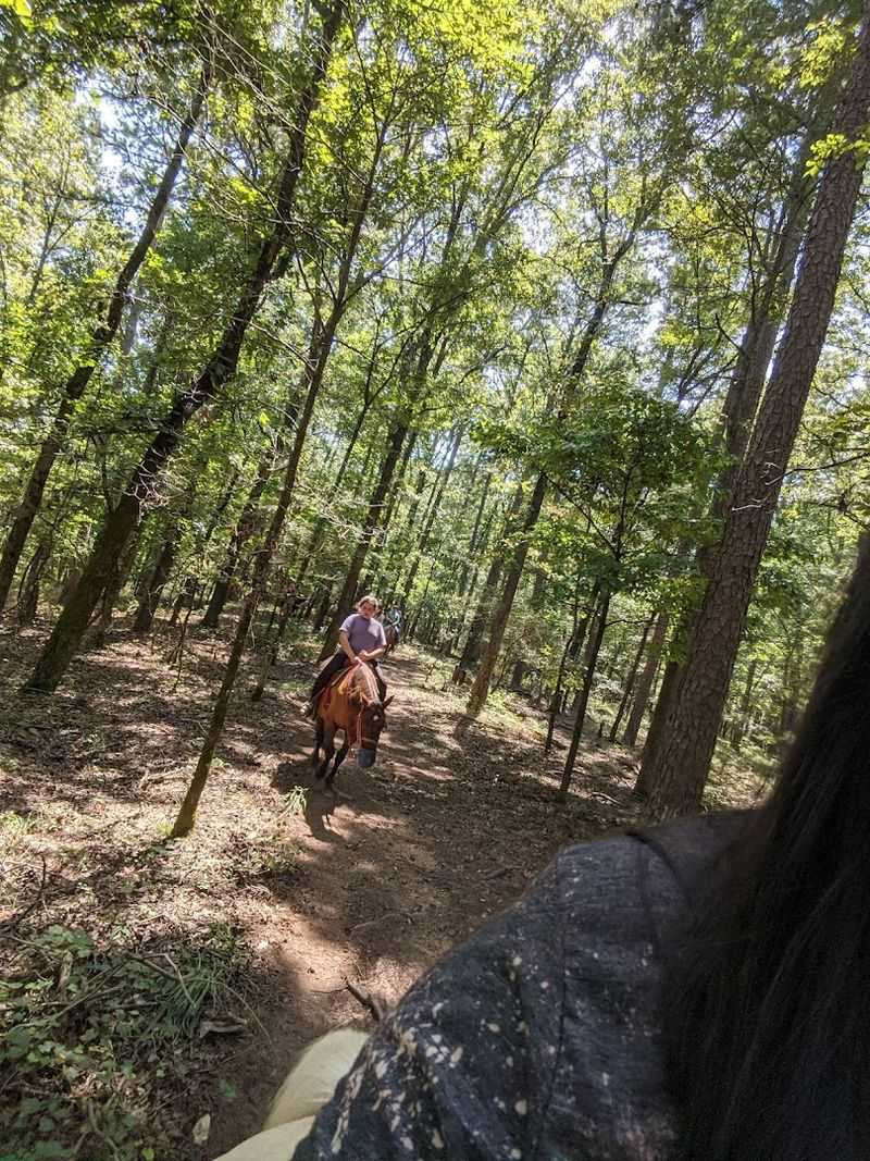 Scenic Routes Featuring Creeks Wildlife And Quiet Woodland Views