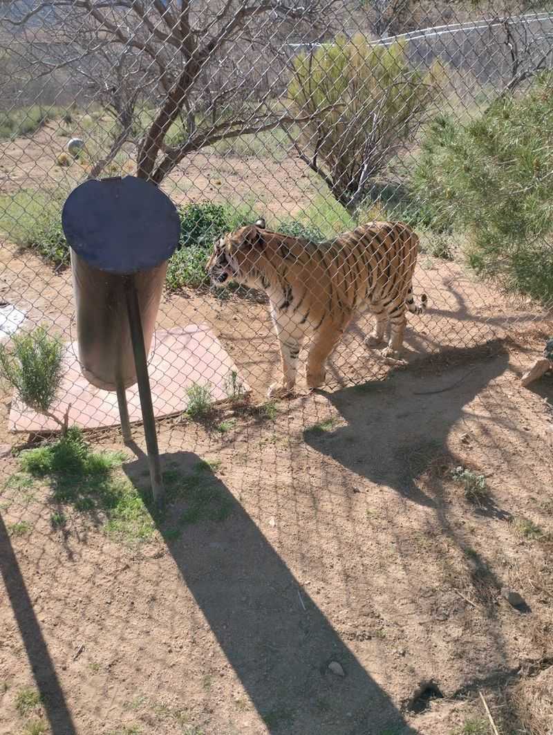 The Famous Daily Feeding Tours