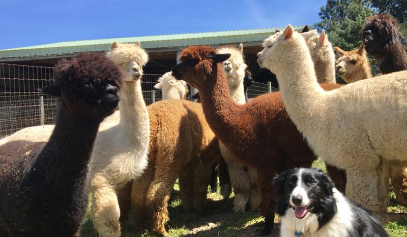 Hand-Feeding Alpacas Is The Highlight You Did Not Know You Needed
