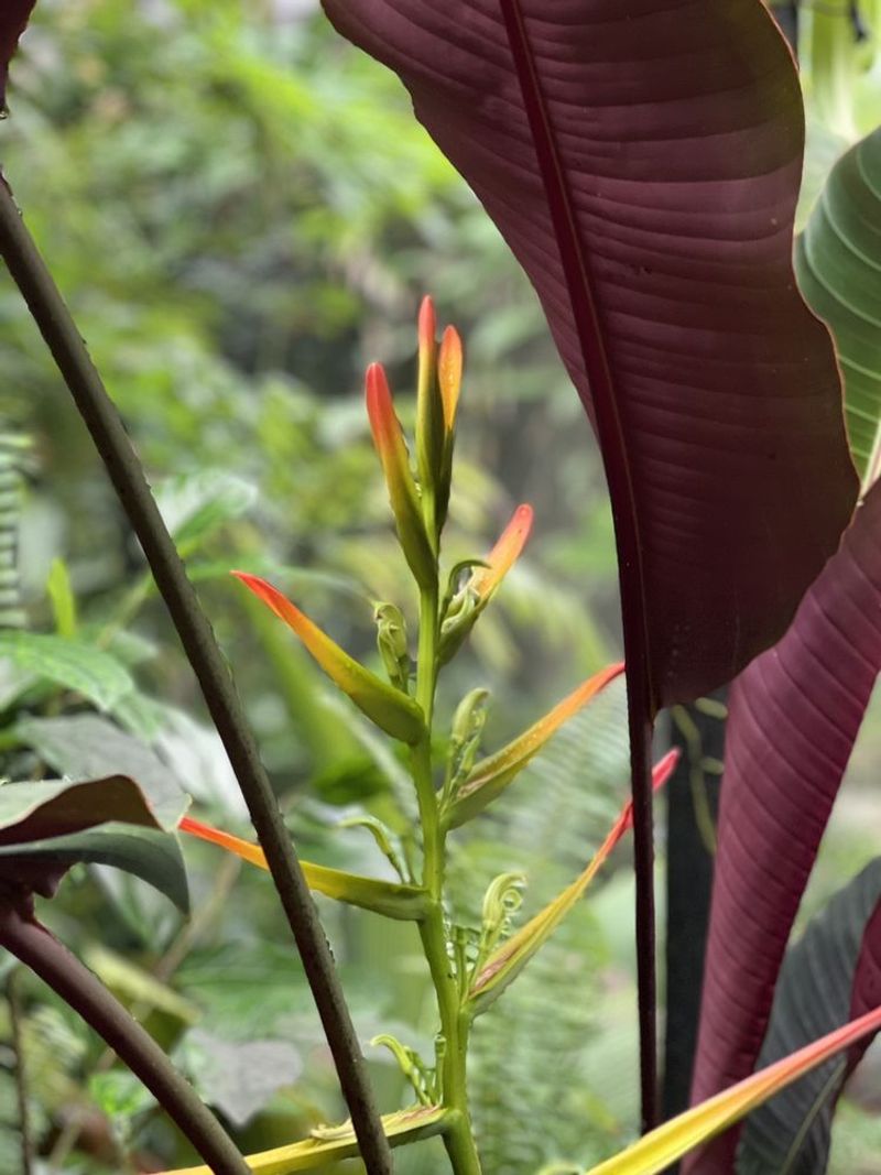 Rare Tropical Plant House And Ghost Orchid