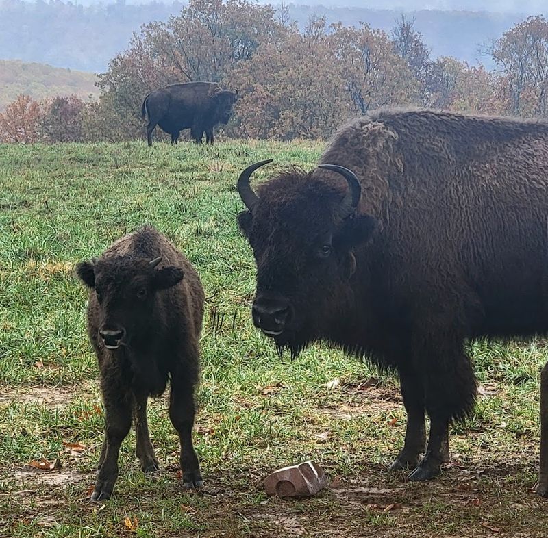 Up-Close Encounters With Free-Ranging Herds