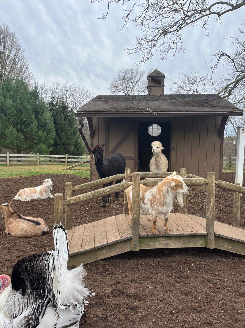 A Petting Zoo That Steals The Show