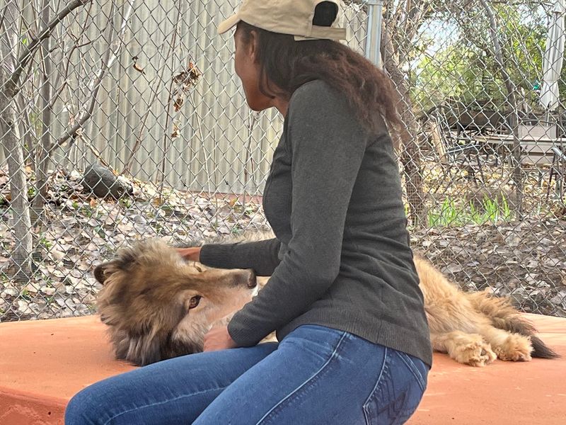 Guides Who Know Their Wolves Inside And Out