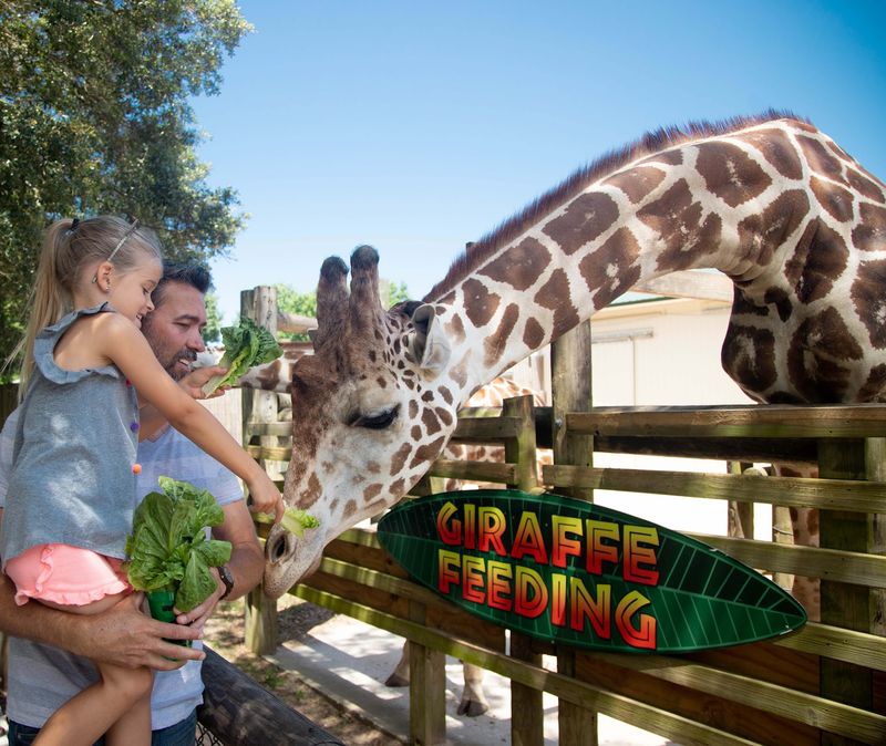Gulf Breeze Zoo: Safari Express