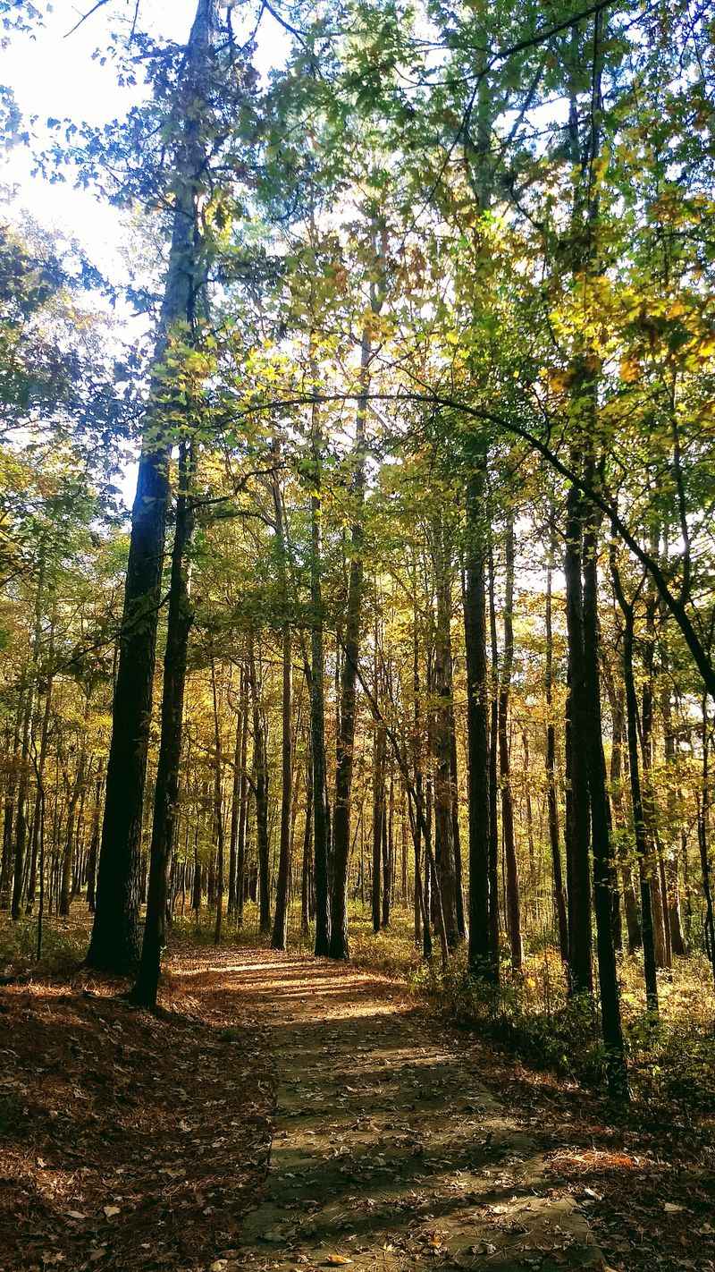 Lorance Creek Natural Area Boardwalk Trail, Pulaski/Saline Counties