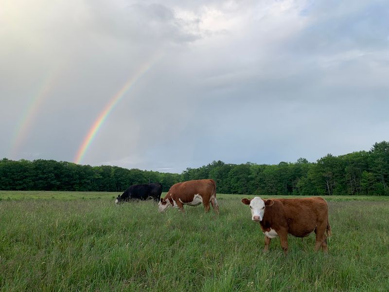 Half A Steer Might Be The Smartest Freezer Move You Make Half A Steer Might Be The Smartest Freezer Move You Make