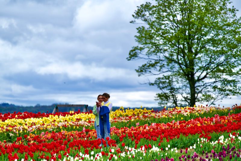 The Tulip Festival Runs Rain or Shine