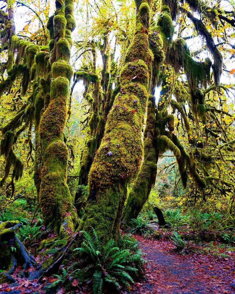 Hall of Mosses Trail Hall of Mosses Trail