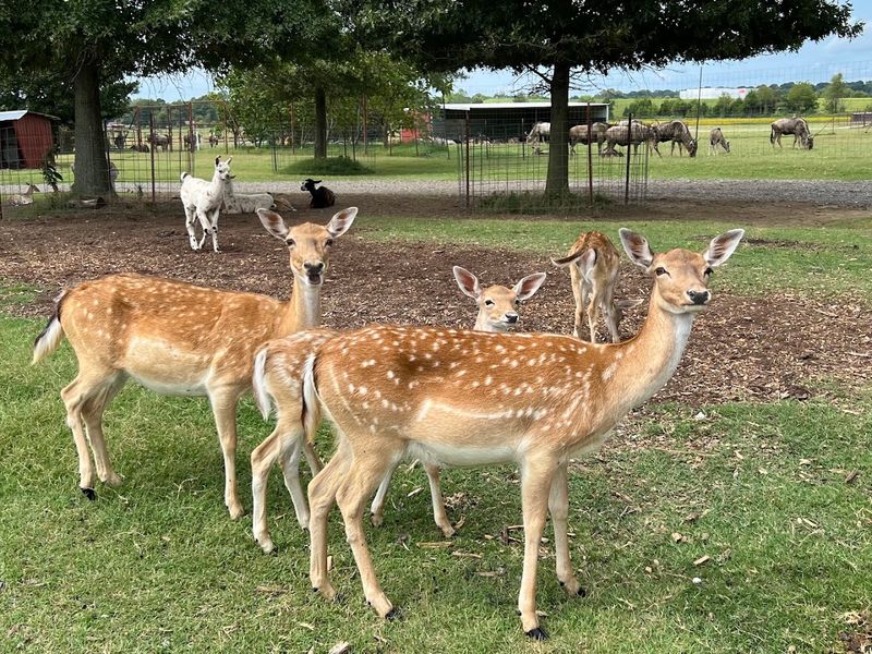 The Walk-Through Zoo Is A Whole Separate Adventure