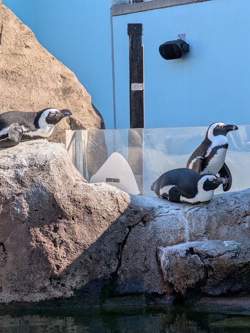 Hand-Feeding African Penguins At Mealtime Hand-Feeding African Penguins At Mealtime