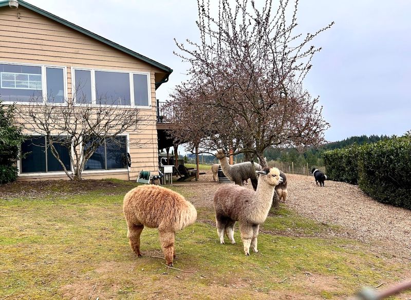 The Barn Store Is A Fiber Arts Dream