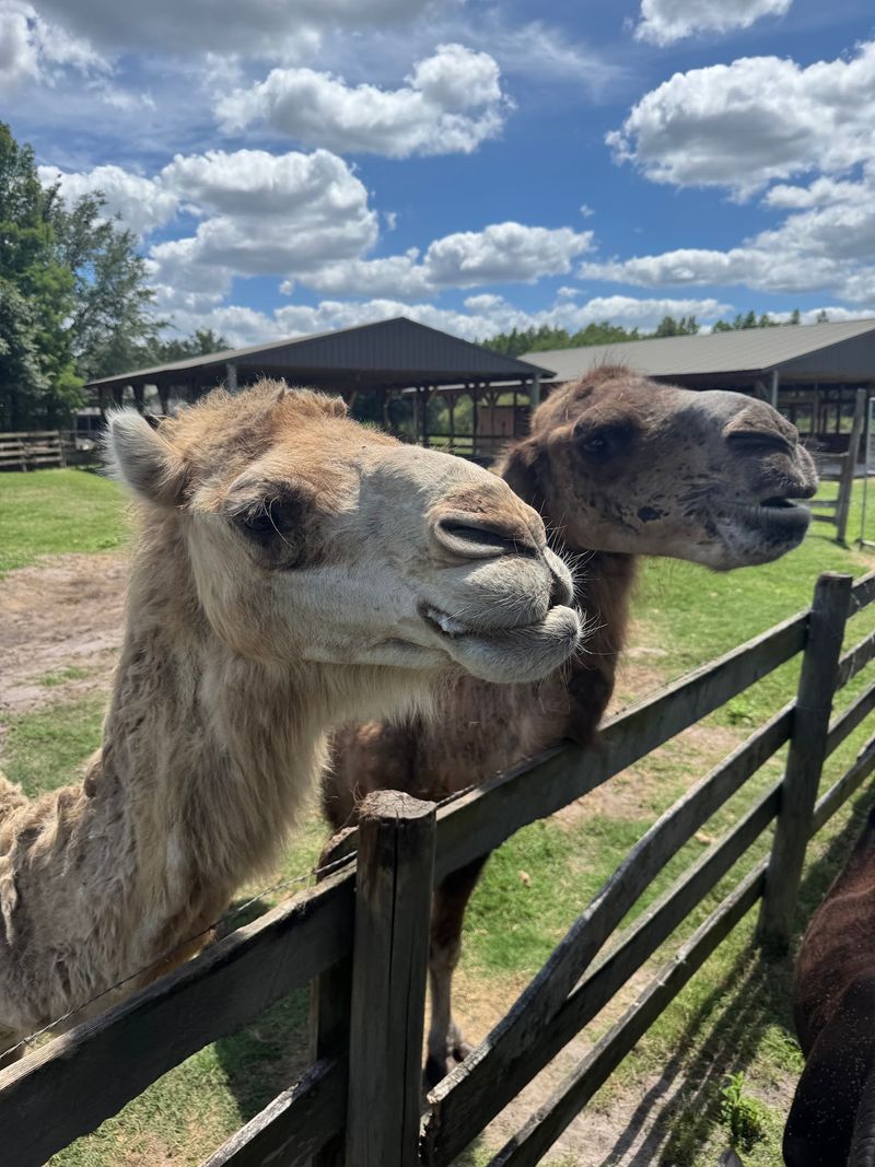Hand-Feeding Camels, Water Buffalo, And More Is Part Of The Experience Hand-Feeding Camels, Water Buffalo, And More Is Part Of The Experience