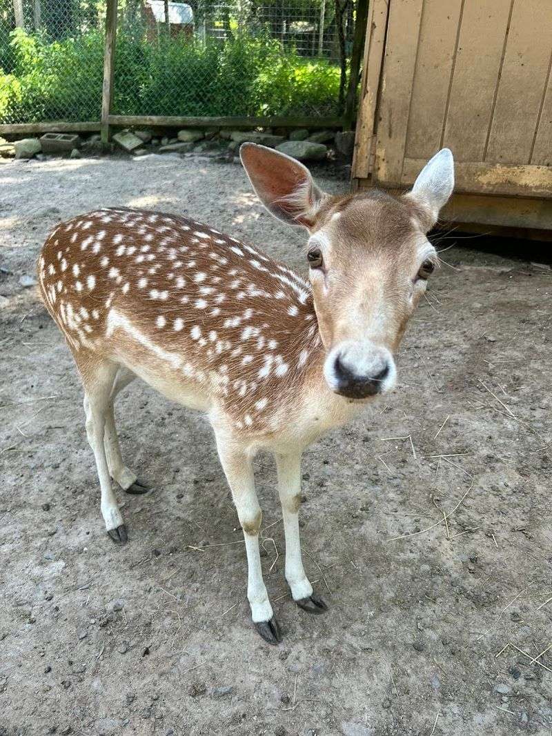 The Petting Zoo Area Where Kids Get Closest To The Animals