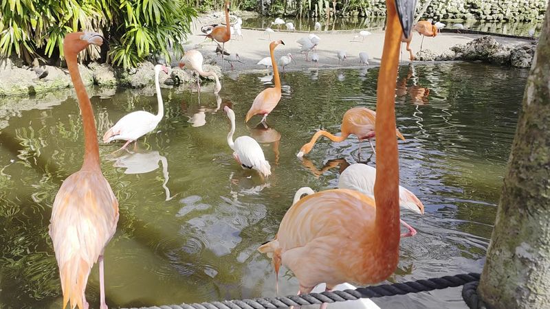 Hand-Feeding Flamingos Is Exactly As Magical As It Sounds Hand-Feeding Flamingos Is Exactly As Magical As It Sounds