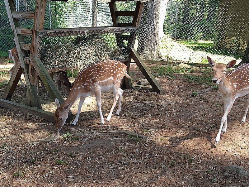 Hand-Feeding The Friendly Deer