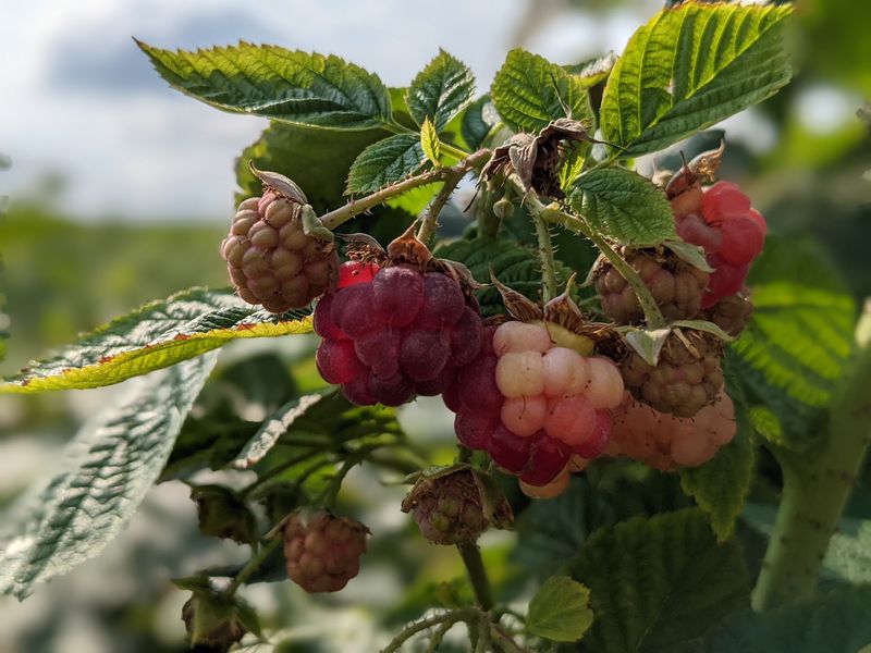 Handle Raspberries With Extra Care
