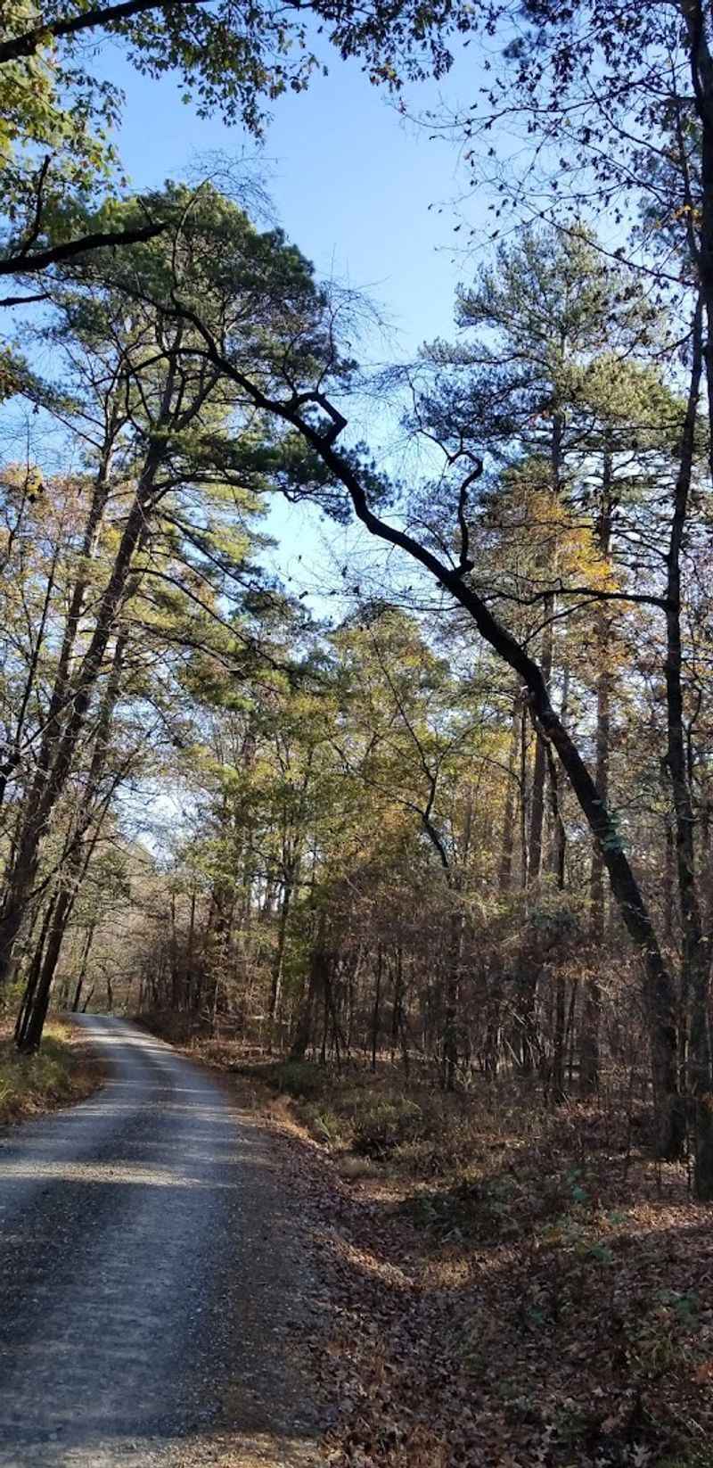 Scenic Trails And Forested Escapes