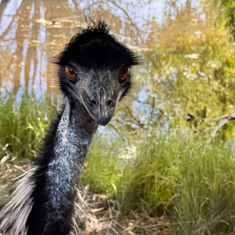 George the Emu and the Free-Roaming Cast of Characters