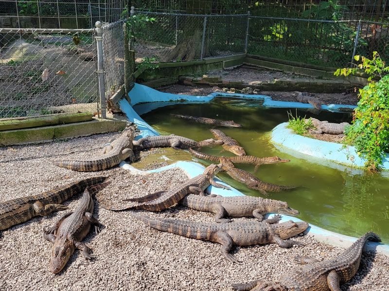 Vintage Roadside Charm Still Feels Alive