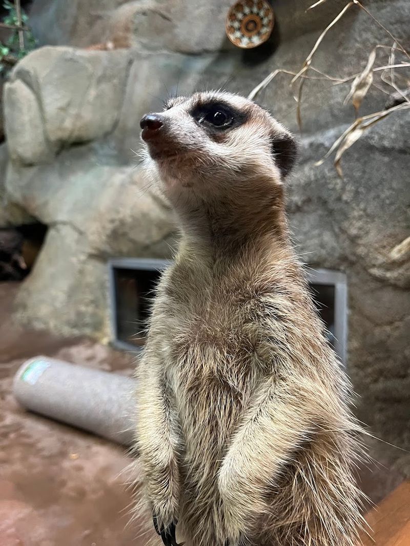 The Live Animals That Steal Every Heart