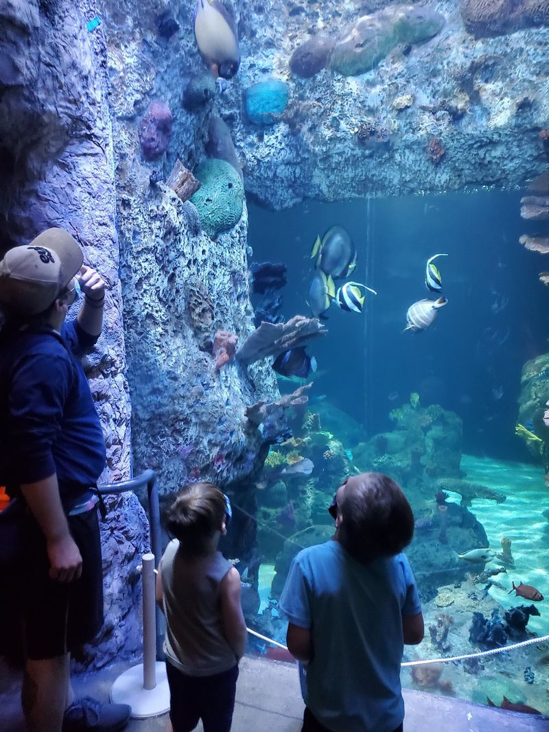 Hands-On Touch Zones In The Aquariums
