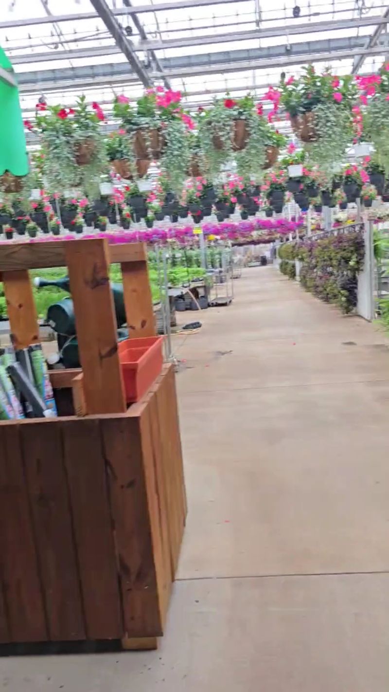Hanging Baskets Steal The Show Above Your Head