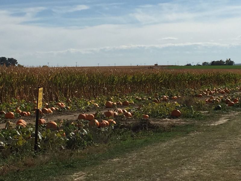 Hankins Farms Corn Maze & Pumpkin Patch, Johnstown, CO