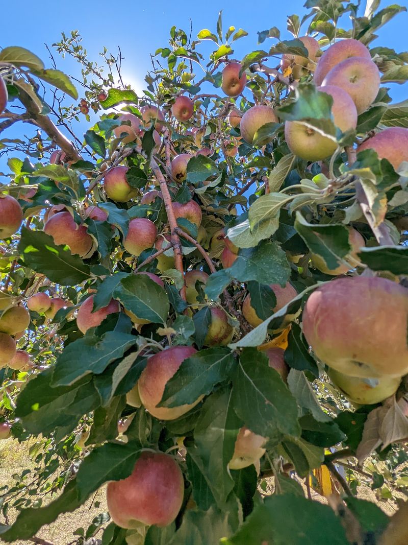 Happy Apple Farm, Penrose